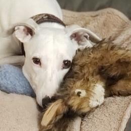 Whippets from Keen Whippets