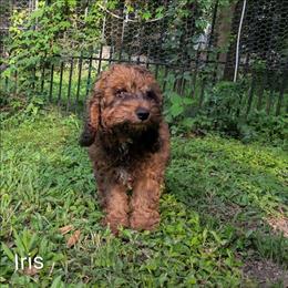 Iris - Brown and tan female Cockapoo puppy in Sunset, Louisiana from Cano Cockapoos