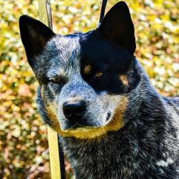 Australian Cattle Dog puppies from Macushla Kennel