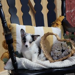 American Corgi and Pembroke Welsh Corgi Puppies from Abundant Joy Corgis