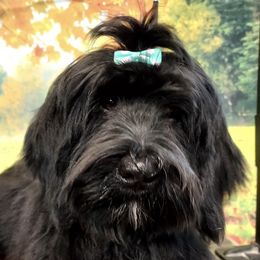 Maddie - Bernedoodle