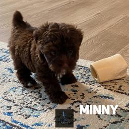 Minny - Brown and white female Aussiedoodle puppy in Knoxville, Tennessee from Legacy Farm