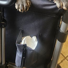 French Bulldog puppies from Maramour Frenchies LLC