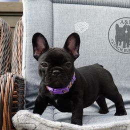 French Bulldog Puppies from A & B French Bulldogs