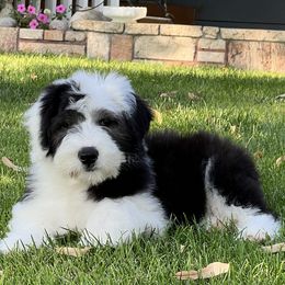 Girl 1 - female Old English Sheepdog puppy in Laurel, Montana from O’Leary’s Old English Sheepdogs