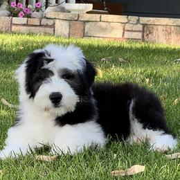 Girl 1 - female Old English Sheepdog puppy in Laurel, Montana from O’Leary’s Old English Sheepdogs