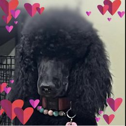 Raven - Poodle