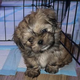 Shih Tzu Puppies from The Lion dog Shih Tzu