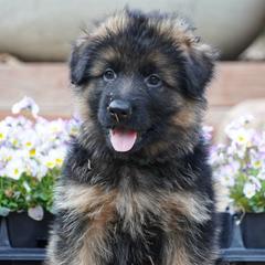 Green Collar - Black and red male German Shepherd puppy in Howell, Michigan from Sheyenne’s Shepherds