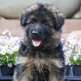 Green Collar - Black and red male German Shepherd puppy in Howell, Michigan from Sheyenne’s Shepherds