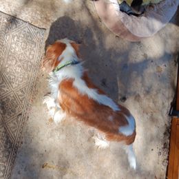 Pansy - Cavalier King Charles Spaniel