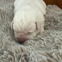 Girl 2- reserved for Jena L - Yellow female Labrador Retriever puppy in Isanti, Minnesota from Four Corners Family Labs