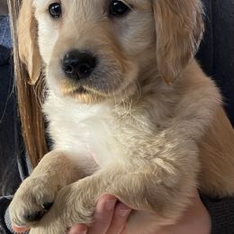 Golden Retriever Puppies from Ginn’s Golden Retrievers