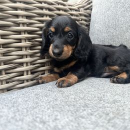 Orange - Black and tan male Dachshund puppy in Hope, Arkansas from Duckett Lane Dachshunds