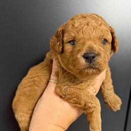 Boy 2 - Red  male Poodle puppy in Southwest Ranches, Florida from Herringbone ‘s Poodles