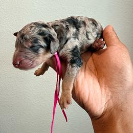 Saudi Arabia - Merle female Goldendoodle puppy in Houston, Texas from Were The Mack'Doodles