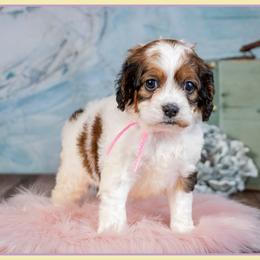Ophelia - Brown white and tan female Cockapoo puppy in Connersville, Indiana from Deaz Doodle Ranch