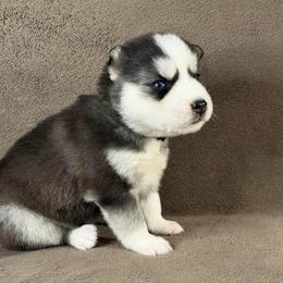 Yuki - Black and white male Siberian Husky puppy in Miami, Florida from House of Ace & Iza