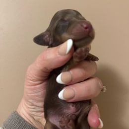 Baracuda - Chocolate and tan male Dachshund puppy in Knoxville, Tennessee from East TN Dachshunds