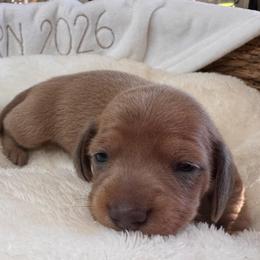 Sunny - Sable female Dachshund puppy in Wallingford, Kentucky from Hensley Homestead Dachshunds