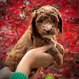 Green Collar Boy - Red  male Poodle puppy in Modesto, California from Dry Creek Poodles