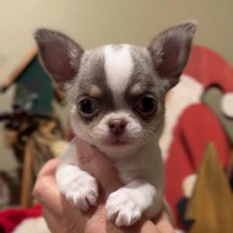 Charisma - Blue and white female Chihuahua puppy in Michigan from Fanciful Thrills Kennel