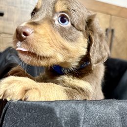 Aussiedoodle Puppies from Navarro Royal Pups