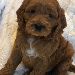 Cockapoo Puppies from Maple’s Cockapoo Puppies