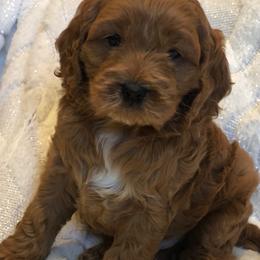 Cockapoo Puppies from Maple’s Cockapoo Puppies