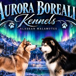 Alaskan Malamutes from Aurora Borealis Kennels