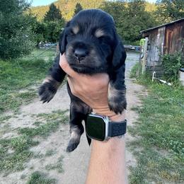 Brie - Black and cream female Dachshund puppy in Rogue River, Oregon from Bear Feet Dachshunds