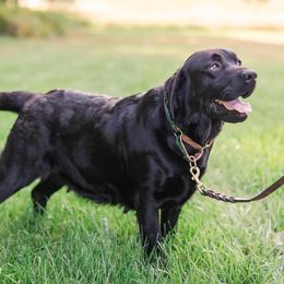 Lottie - Labrador Retriever