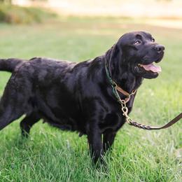Lottie - Labrador Retriever