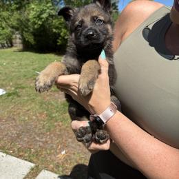Sable Boy 1 - Sable male German Shepherd puppy in Jacksonville, Florida from El Dorado