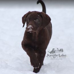 Dilute Retriever and Labrador Retriever Puppies from Jungle Lake Labradors
