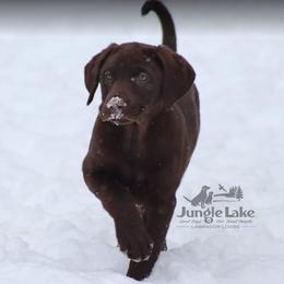 Dilute Retriever and Labrador Retriever Puppies from Jungle Lake Labradors