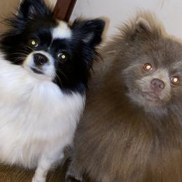 Pomeranians from Krazzy Pommys
