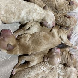 Goldendoodle and Yorkshire Terrier Puppies from Pups of the Lowcountry