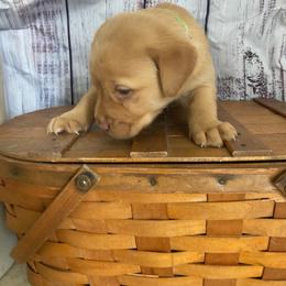 Spike - Yellow male Labrador Retriever puppy in New London, Ohio from C&R Prestige Labrador Retrievers
