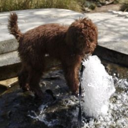 Aussiedoodles and Goldendoodles from Doodles of Northern California