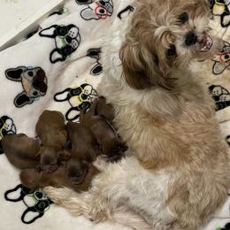 Maltese and Shih Tzu Puppies from BayView Pups