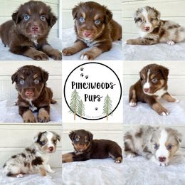 Miniature Australian Shepherd and Toy Australian Shepherd Puppies from Pineywoods Pups