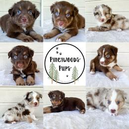 Miniature Australian Shepherd and Toy Australian Shepherd Puppies from Pineywoods Pups