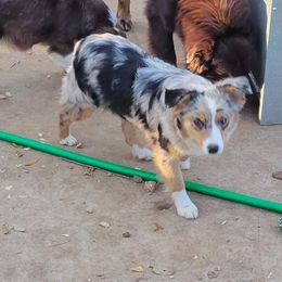 Australian Shepherd and Miniature Australian Shepherd All Grown Up from Prickly Pear Pups