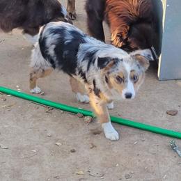 Australian Shepherd and Miniature Australian Shepherd All Grown Up from Prickly Pear Pups