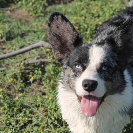 Cardigan Welsh Corgi and Pembroke Welsh Corgi Puppies from Southern Rose Corgis