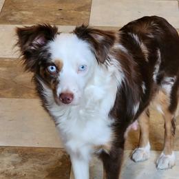 Coco - Toy Australian Shepherd