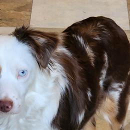 Coco - Toy Australian Shepherd