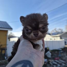 Bracco Italiano and Chihuahua Puppies from Snow Peak Kennel