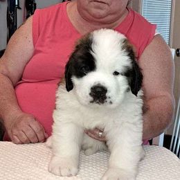Saint Bernard Puppies from Wintercrest St. Bernards